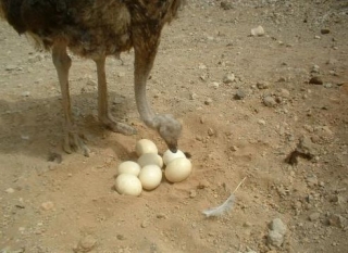  ostrich looking at some eggs 
